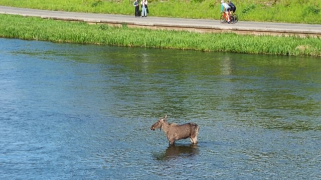 Vilniečiai užfiksavo neįtikėtiną vaizdą: Neryje – besimaudantis briedis