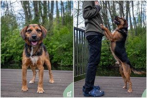 Ketverių metų šuo – puikus kompanionas tiek ant sofos, tiek žygyje: turi savotišką minusą