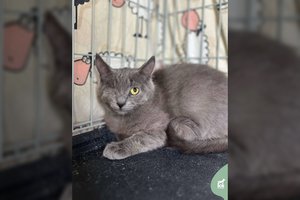 Gyvenimo nuskriaustas kačiukas neteko akies: ieškomi ypatingi šeimininkai