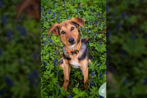 Jau 15 kg sveriantis jaunas šunelis trokšta kantrių šeimininkų: meilę teks užsitarnauti