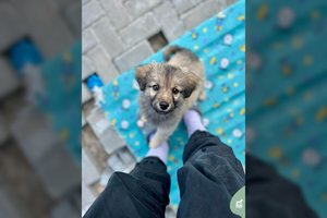 Įspūdingo grožio mažylis – vis dar be namų: neaišku, kokio dydžio užaugs