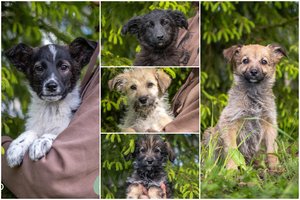 Įspūdingas 2 mėn. penketukas laukia šiltų namų: įspėja dėl dydžio ir ypatingo lipšnumo