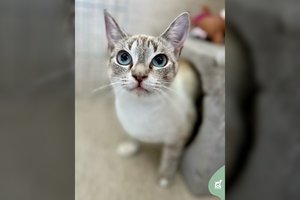 Jauna katytė prašo stebuklo: tokiems surasti namus sunkiausia