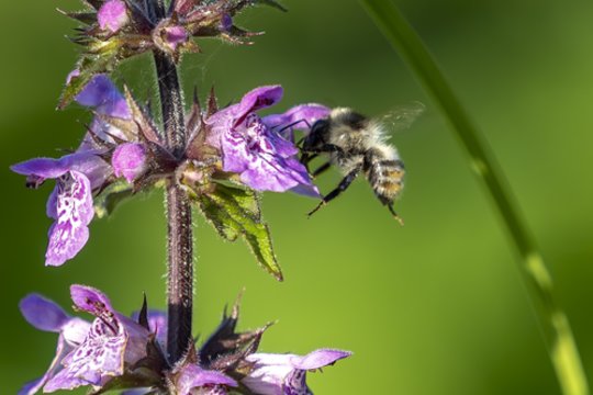 Vardų reikšmės: birželio 9–15 d. varduvininkai