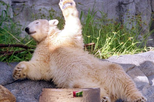 Seniausia JK baltoji meška buvo užmigdyta dėl sveikatos problemų: sulaukė įspūdingo amžiaus