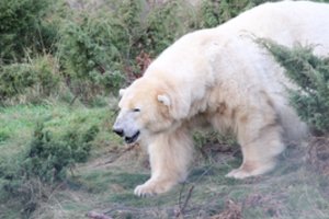 Užmigdyta 28 metų Viktorija – seniausias Jungtinės Karalystės baltasis lokys