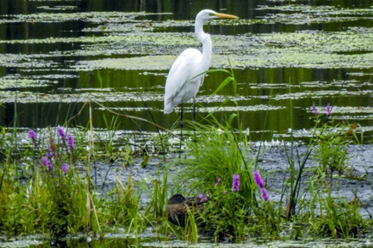 Vardų reikšmės: liepos 21–27 d. varduvininkai