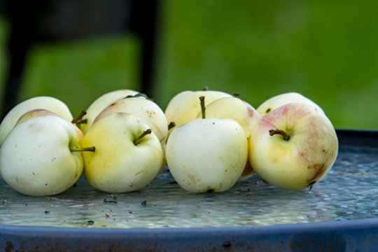 Vardų reikšmės: rugpjūčio 4–10 d. varduvininkai
