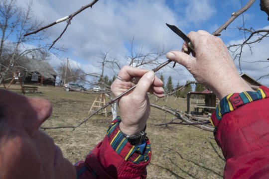 Medžiai, krūmai ir vaismedžiai: kada iš tikrųjų juos laikas genėti?