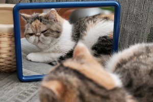 Ar katės gali atpažinti save veidrodyje? Veterinarės atsakymas nustebins