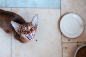 Kodėl jūsų katė nuolat miaukia? 10 dažniausių priežasčių