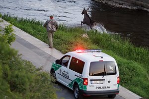 Vilniaus pakraštyje automobilis partrenkė briedį, gyvūnas žuvo