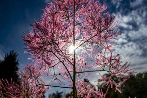 Lietuvei mokslininkei paskirtas prestižinis tarptautinis apdovanojimas