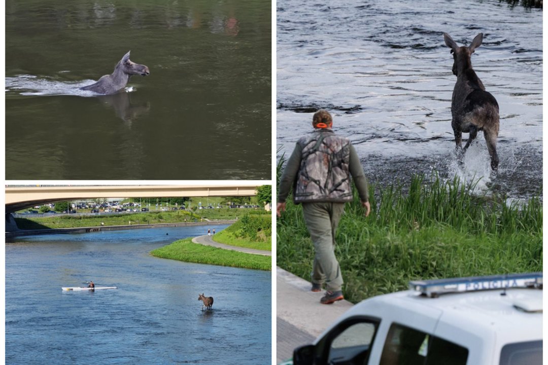 Po tragiško briedžio likimo vilnietei kilo vienas klausimas