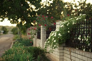 Nesigundykite šio medžio žiedais ir kvapais: į sodą jis pritraukia armiją kenkėjų