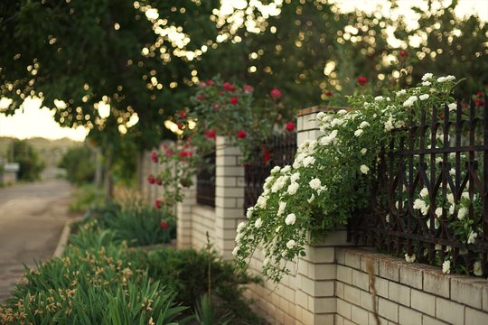 Nesigundykite šio medžio žiedais ir kvapais: į sodą jis pritraukia armiją kenkėjų