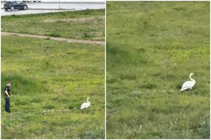 Kilus pavojui eismo saugumui Vilniaus policijos pareigūnai ties judria gatve ganė gulbes su gulbiukais