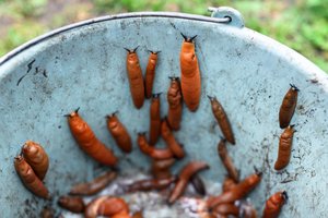 Praskieskite 1:10 ir purkškite: šliužai bijo kaip ugnies – tokia veiksminga ši priemonė