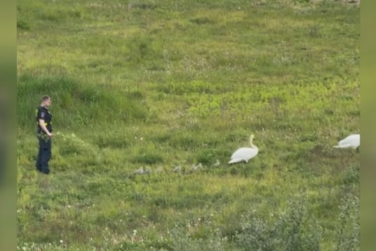 Nufilmavo, kaip policijos patrulis judrioje gatvėje gano gulbes: paaiškėjo tikroji priežastis