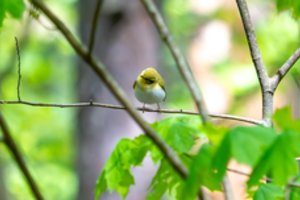 Ornitologai pataria, ką daryti radus paukščio jauniklį