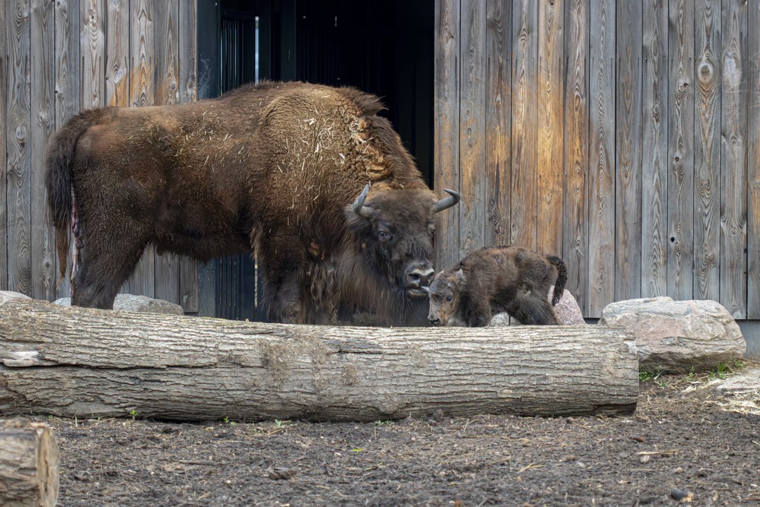 Lietuvos zoologijos sode pasaulį išvydo Europos sausumos milžinų jauniklis