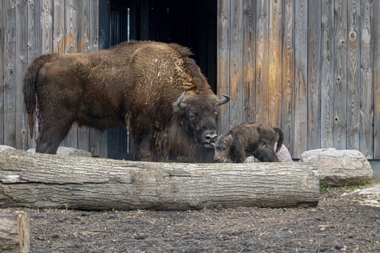 Lietuvos zoologijos sode pasaulį išvydo Europos sausumos milžinų jauniklis