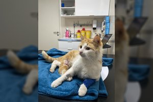 Begalinį skausmą kęsdamas katinėlis pagalbos šliaužė ilgą kelią tamsoje ir šaltyje: verdiktas – negailestingas