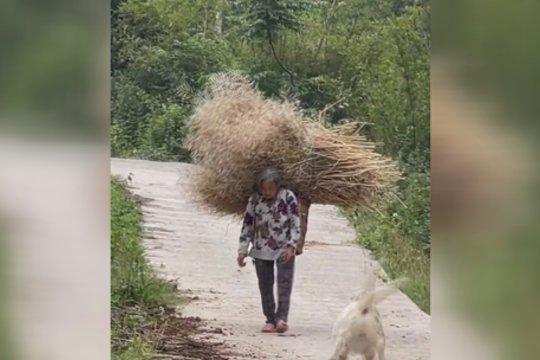 Tempti sunkią naštą nebūtina vienam: šuo parodė, ką reiškia tikras paslaugumas