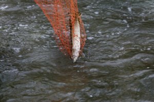 Per akciją „Saugom lydeką“ – daugybė žvejybos pažeidimų, padaryta žala viršija 20 tūkst. eurų