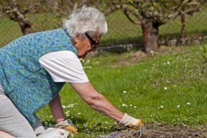 Nekainuoja nė cento, o daržui veikia kaip stebuklas: stipriausia natūrali trąša per 14 dienų