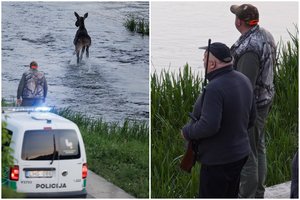 Po briedžio apsilankymo Vilniaus centre – tarnybų perspėjimas, ko žmonės daryti neturėtų