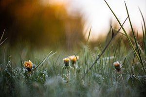 Dalyje Lietuvos vėl fiksuotos šalnos, tačiau meteorologas turi ir gerą žinią