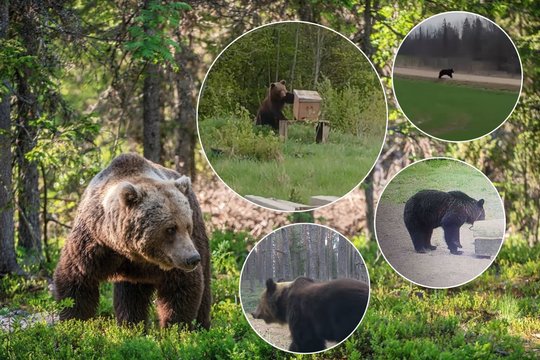 Susitikimų gali tik padaugėti: specialistai aiškina, kokias klaidas žmonės daro, ir patarė, kaip elgtis sutikus mešką