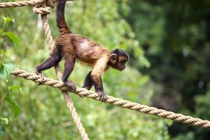 Beždžionių elgesys privertė aiktelėti net tyrėjus: iš nuobodulio vagia svetimus jauniklius