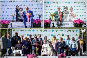 Tarptautinėje šunų parodoje pajūryje – Aliaskos malamuto iš Lietuvos ir retos veislės šuo iš Estijos