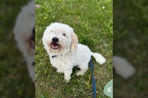 „Baltas debesėlis“, kurio energija veržiasi per kraštus, ieško namų: įspėja – prireiks kantrybės