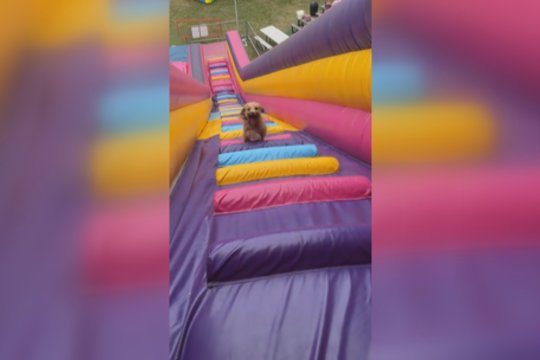 Vaikų pramogos – ne tik mažiesiems: entuziastingai nusiteikęs buvo ir keturkojis