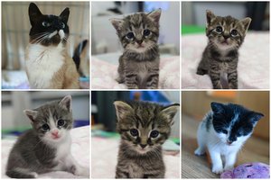 Iš po variklio kapoto išgelbėta katė ir jos mažyliai ieško namų