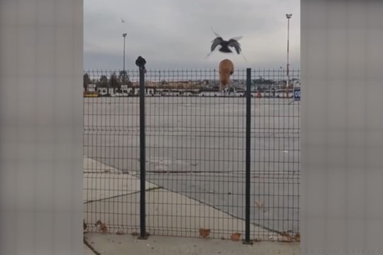 Kartais tereikia lengvo stumtelėjimo: paukštis iškart sureagavo į katino baimes