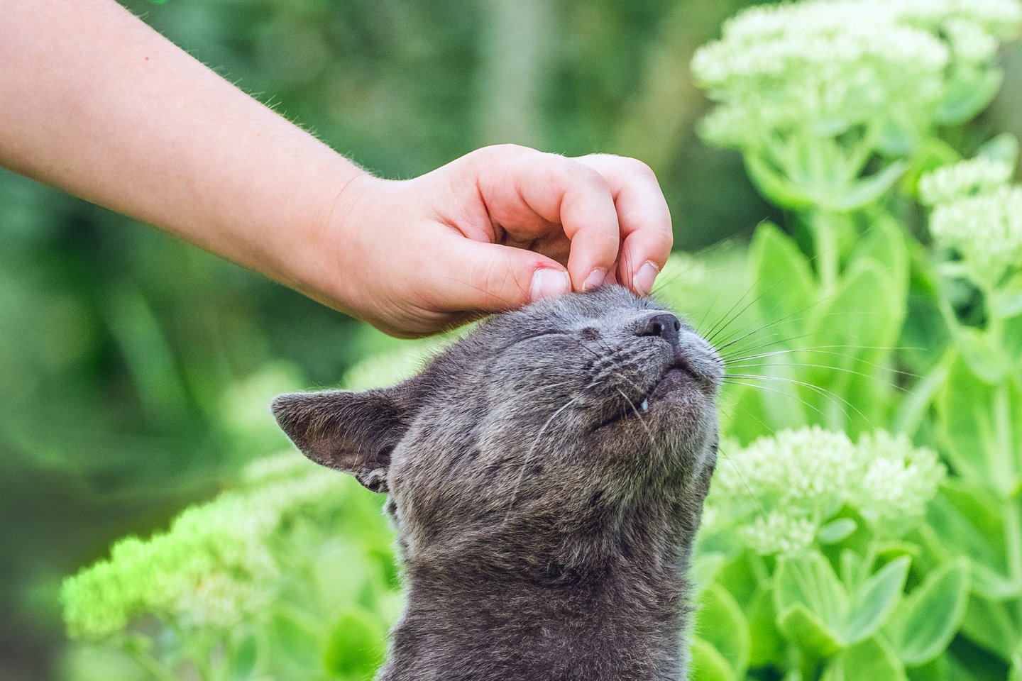 Kodėl katės murkia? Tai vienas iš dalykų, kurį suprantame ne iki galo.<br> 123rf.com nuotr.