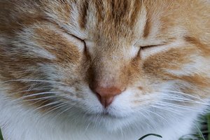 Liaudies išmintis atskleidė, ką atneša priklydusi katė: gyvūno spalva – labai reikšminga