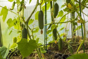 Greitesnis agurkų derlius be šiltnamio: patikrintas ir 100 proc. pasiteisinęs būdas