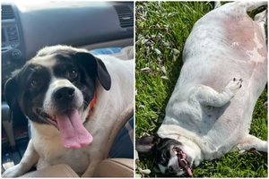 Pusės savo svorio atsikratęs šuo tapo interneto žvaigžde: reikėjo ne dietos