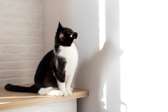 Katė žiūri į tuštumą ir miauksi: vienu atveju reikia skubėti pas veterinarą
