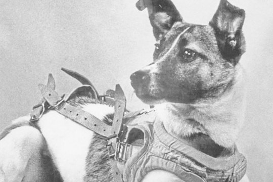 Ne tik Laika: paviešinti gyvūnai, išsiųsti į kosmosą, apie kuriuos daugelis nežinojo