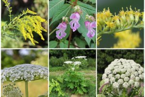 Valstybė meta milijonus kovai su pavojingais augalais – išvardijo, su kokiais