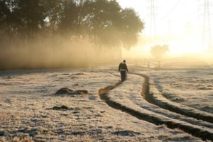 ŽŪM siūlo skelbti valstybės lygio ekstremaliąją situaciją dėl šalnų