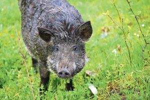 Dėl šernų padarytos žalos teisme santykius aiškinosi ūkininkas ir medžiotojai