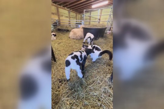 Atspėkite, kuris keturkojis apsimetinėja: atskirti nebus lengva