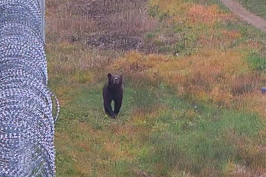 Pasieniečiai užfiksavo dar vieną lepečkoję: meškos taip pat pastebėtos ir šiuose rajonuose